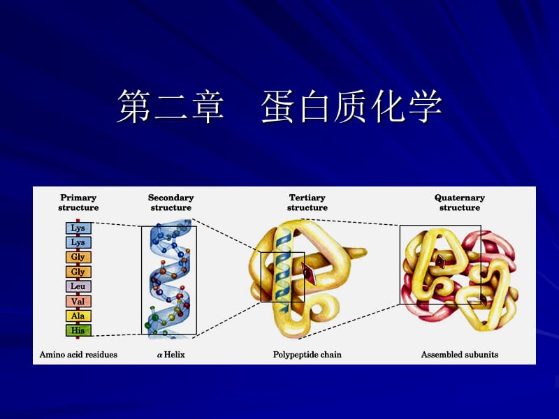 生物化学合工大第二章蛋白质化学1.ppt_第1页