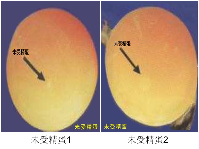 鸡胚发育照蛋与解剖图.ppt_第2页