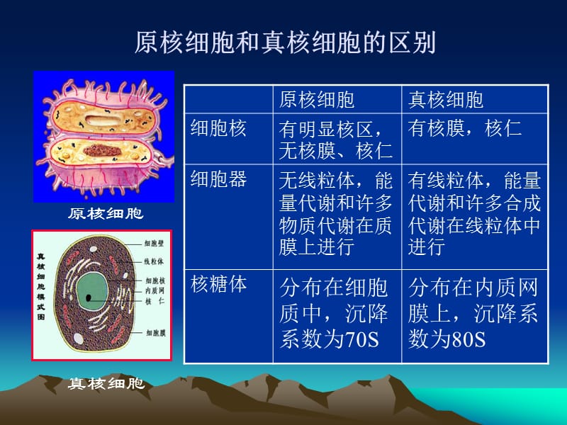 食品微生物第二章原核微生物.ppt_第3页