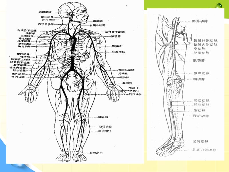 动脉疾病护理.ppt_第3页