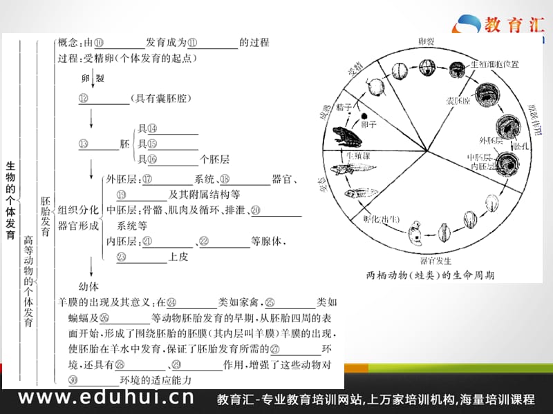 高考生物第一轮复习精品课件包第五单元生物的生殖和发育考点24.ppt_第3页