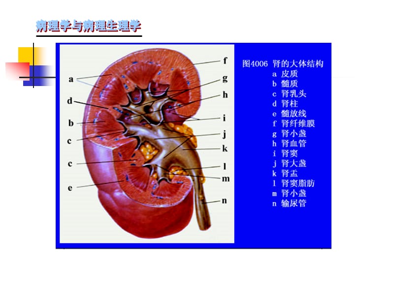 肾小球肾炎.ppt_第2页