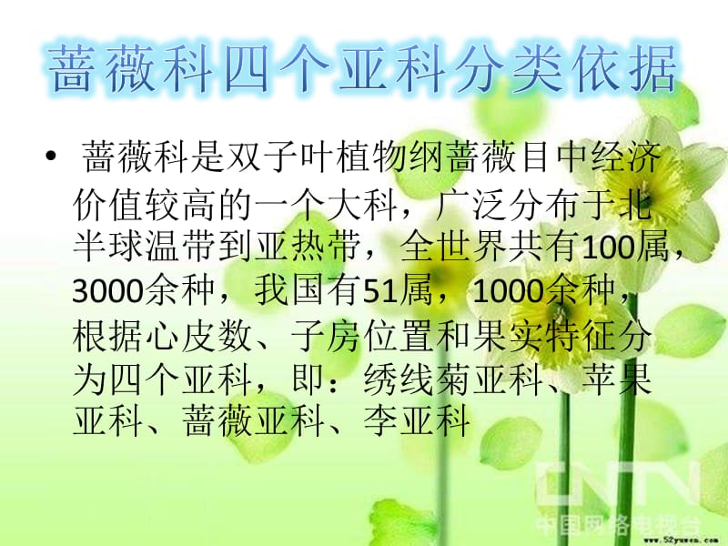 蔷薇科亚科的分类及分类依据.ppt_第2页