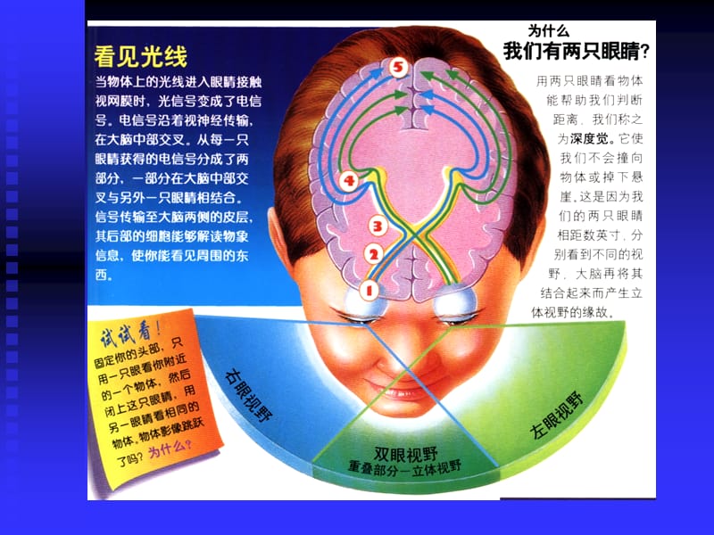 01-眼的解剖生理.ppt_第3页