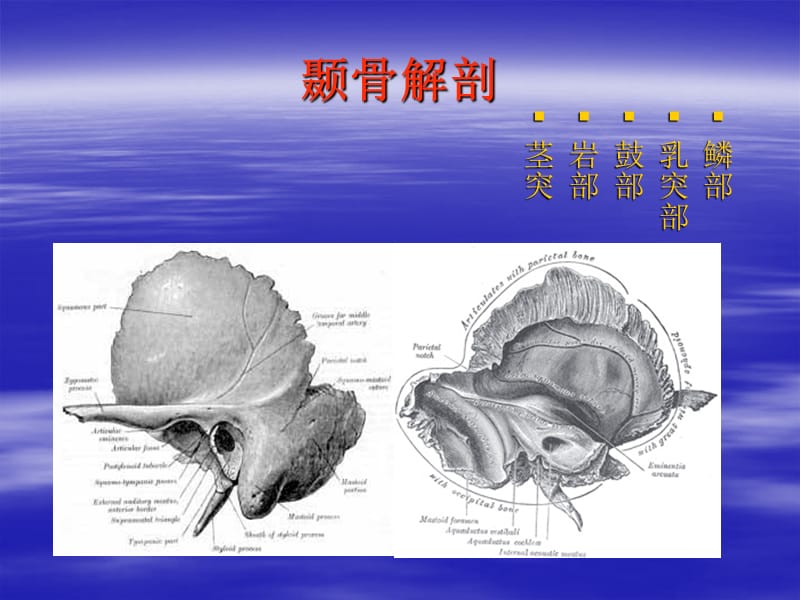 耳解剖.ppt_第3页