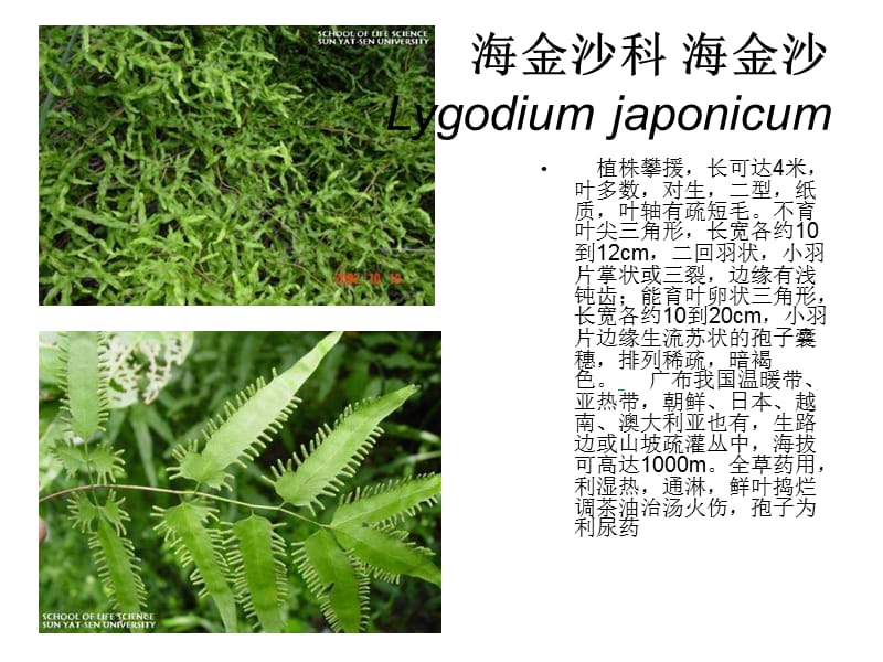 珠海植物认种第一部分.ppt_第3页