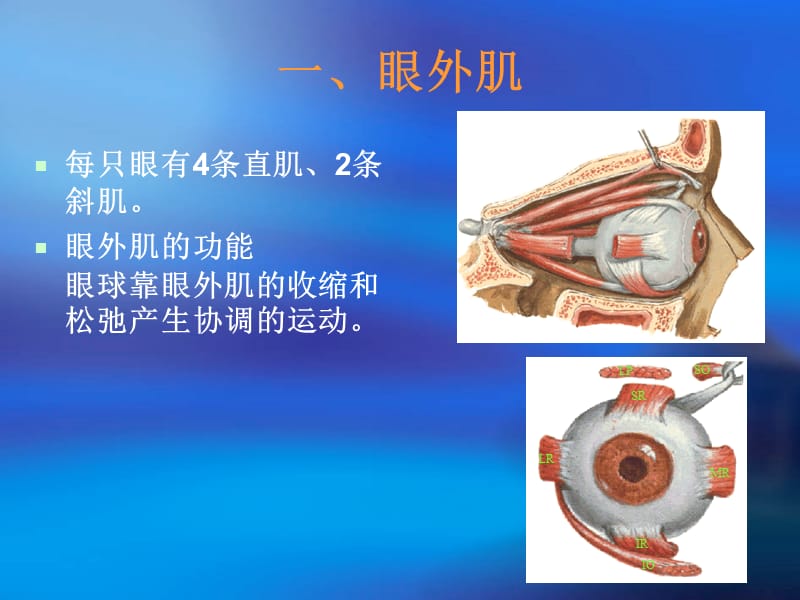 眼外肌疾病3ppt.ppt_第2页