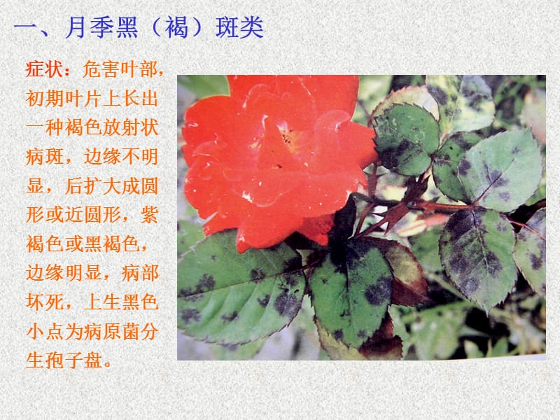 常见病虫害.ppt_第2页