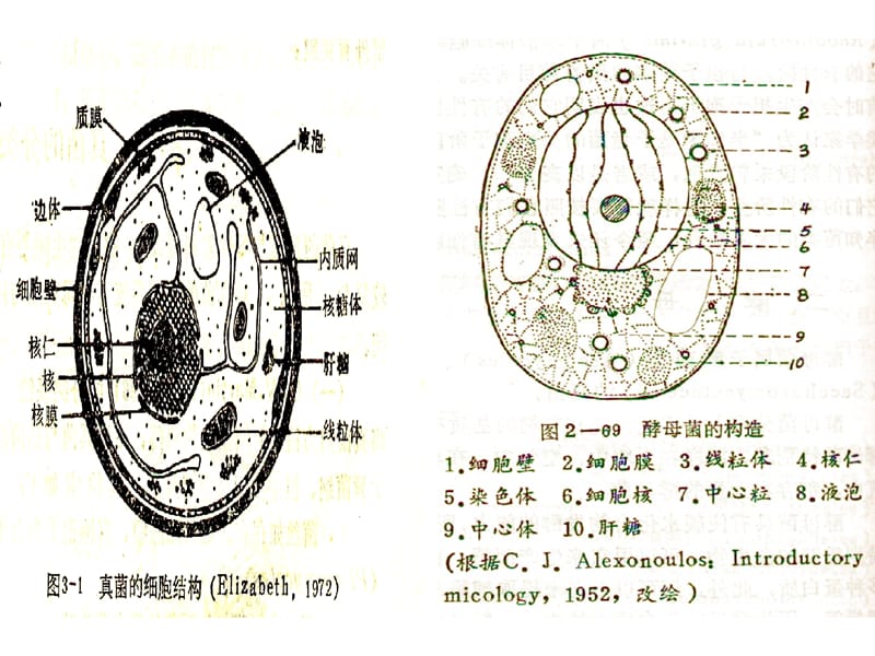 真菌的细胞结构.ppt_第3页