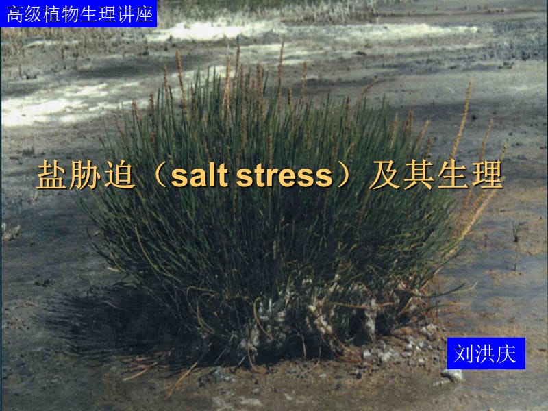 盐胁迫saltstrees及其生理2.ppt_第1页