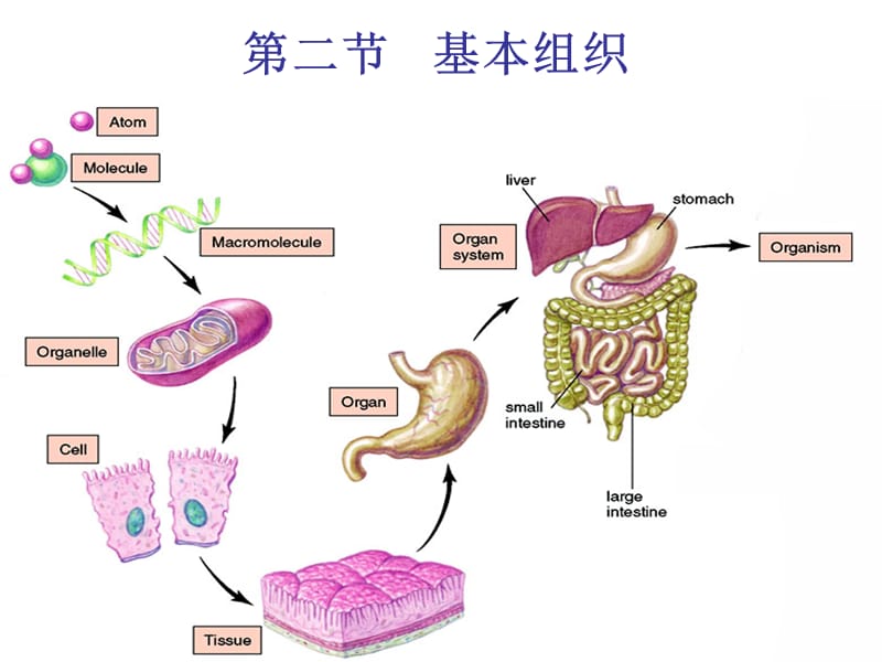 第一章畜体的基本结构组织.ppt_第1页