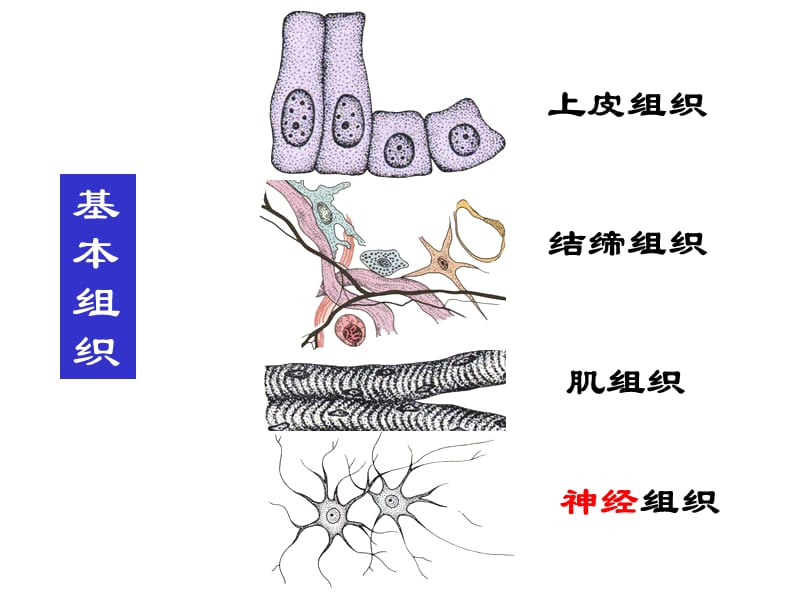 第一章畜体的基本结构组织.ppt_第3页