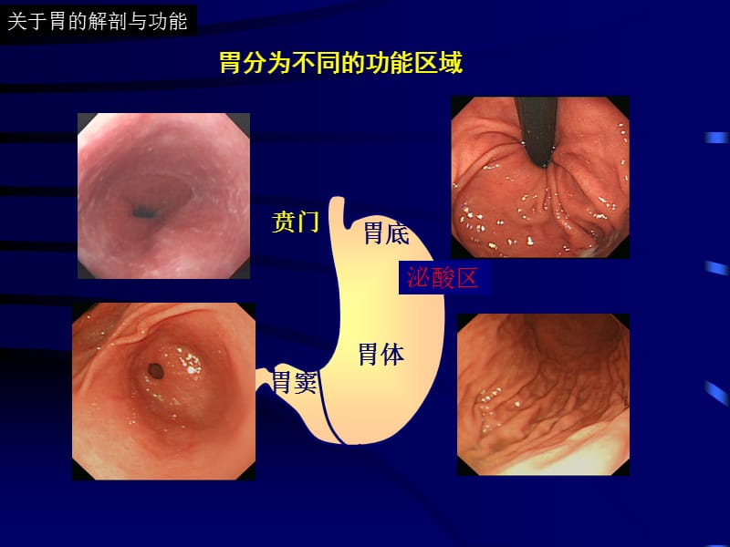 萎缩性胃炎的内镜与病理学诊断.ppt_第3页