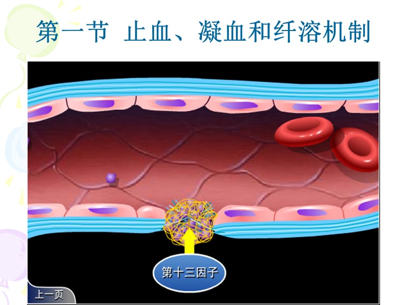 第三章-出凝血检查.ppt_第3页