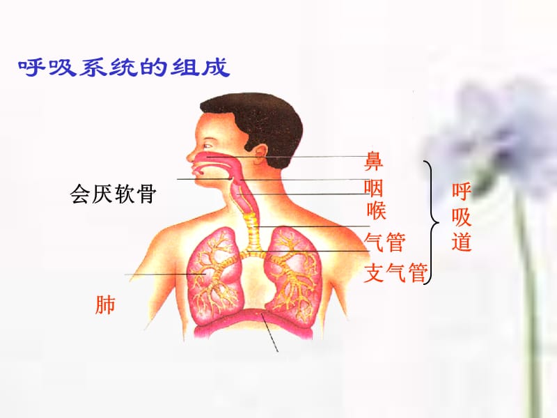 第一节呼吸道对空气的处理 (2).ppt_第2页