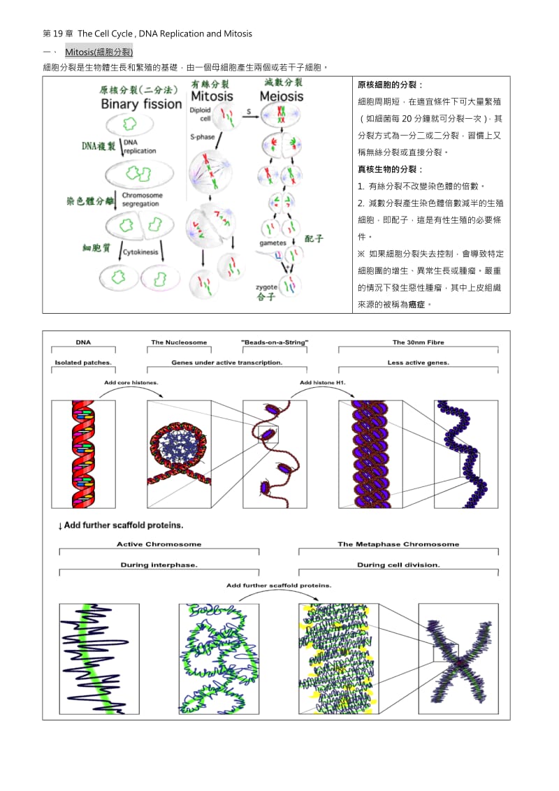 细胞细胞分裂,细胞周期.doc_第1页