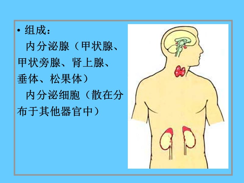 组织胚胎学13内分泌系统.ppt_第2页