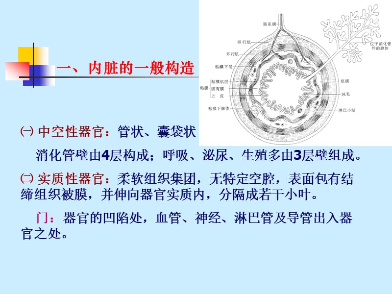 组织胚胎3.ppt_第3页