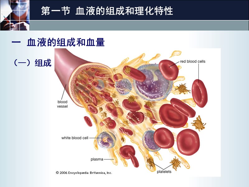 第三章血液-周.ppt_第3页