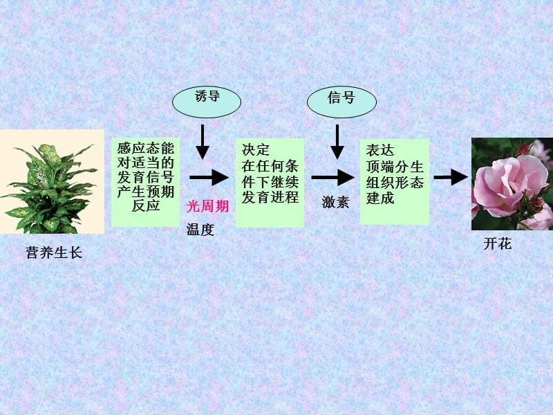 10第十三章——光周期现象.ppt_第1页