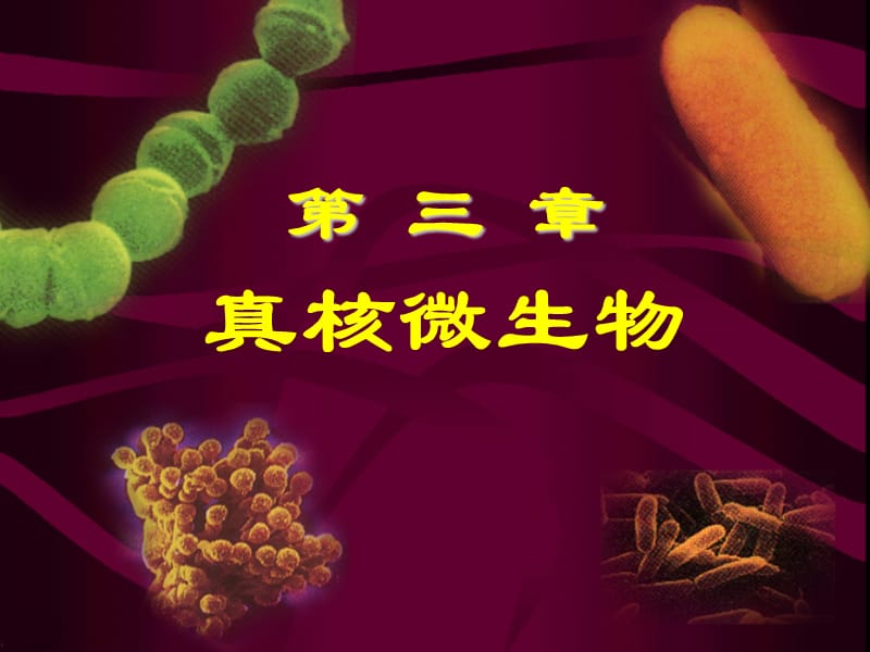 03真核微生物.ppt_第1页