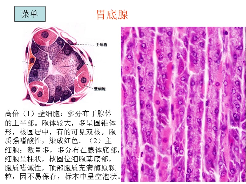 组织胚胎学切片复习(下).ppt_第2页