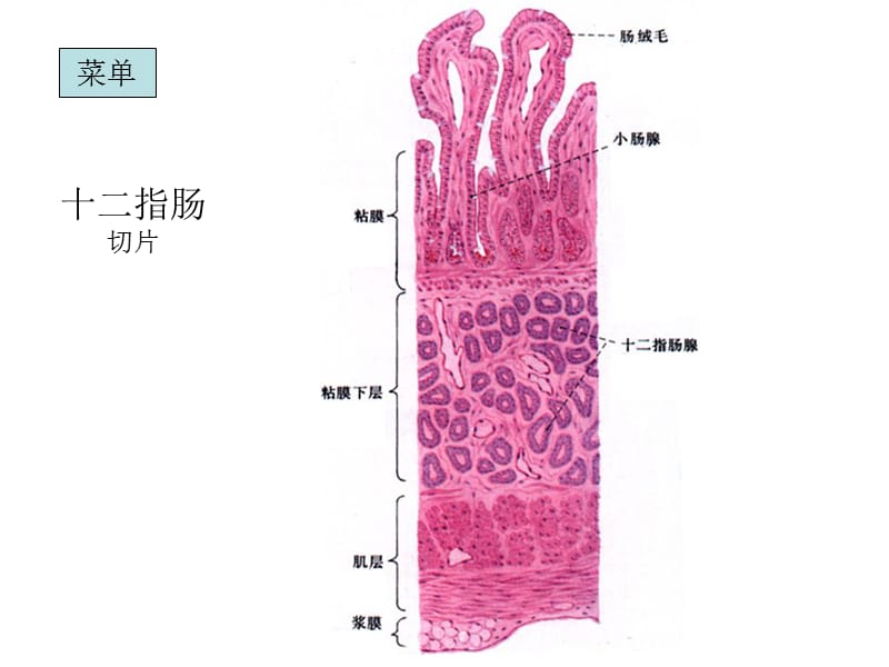 组织胚胎学切片复习(下).ppt_第3页