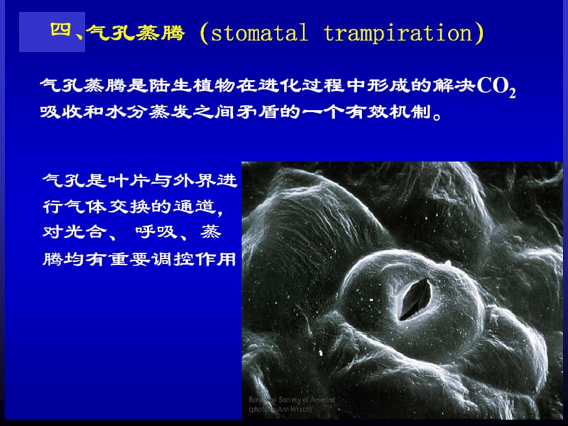 第三章气孔.ppt_第1页