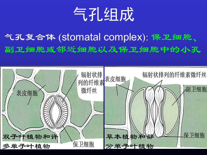 第三章气孔.ppt_第3页