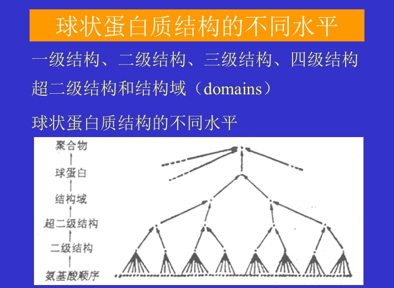 1-2蛋白质分子的结构原理.ppt_第3页