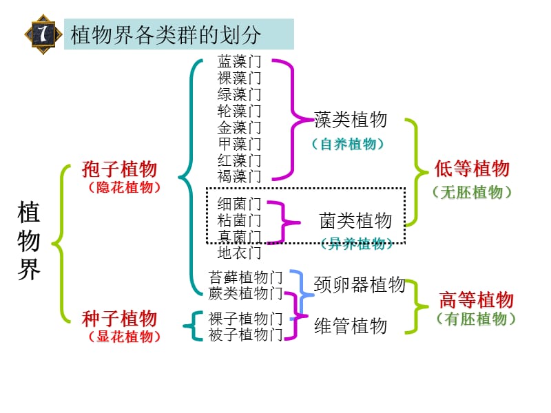 01植物类群划分分布孢子植物.ppt_第3页