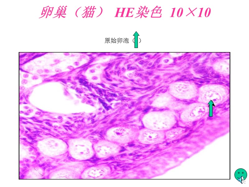 组胚实验课件——女性生殖系统.ppt_第1页