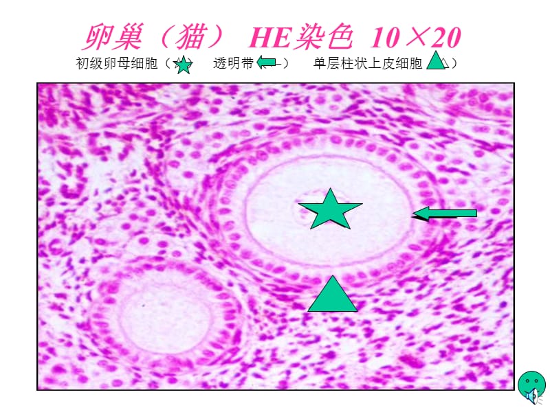 组胚实验课件——女性生殖系统.ppt_第2页