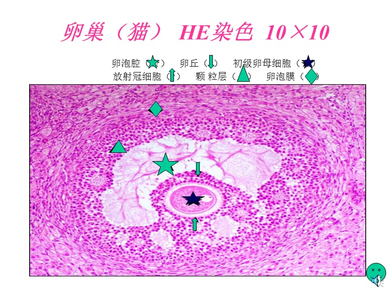 组胚实验课件——女性生殖系统.ppt_第3页