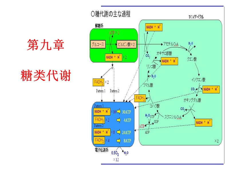 09-糖的代谢1.ppt_第1页