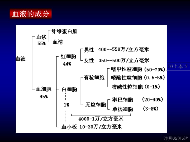 02-人体基本组织-2.ppt_第3页