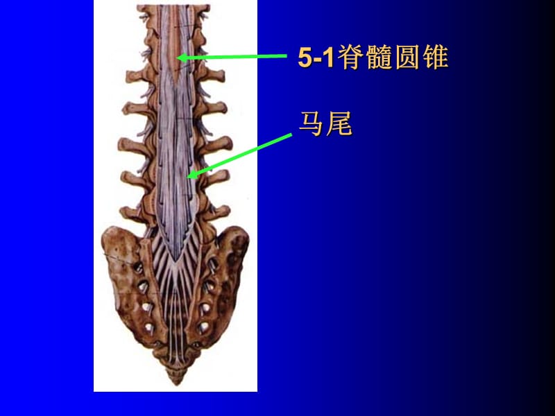 11神经实验试题复习151.ppt_第1页