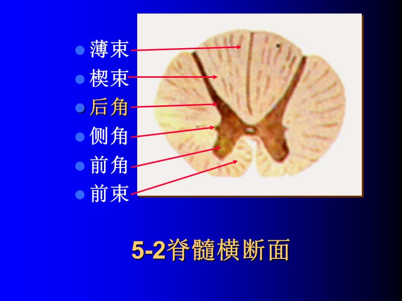 11神经实验试题复习151.ppt_第2页