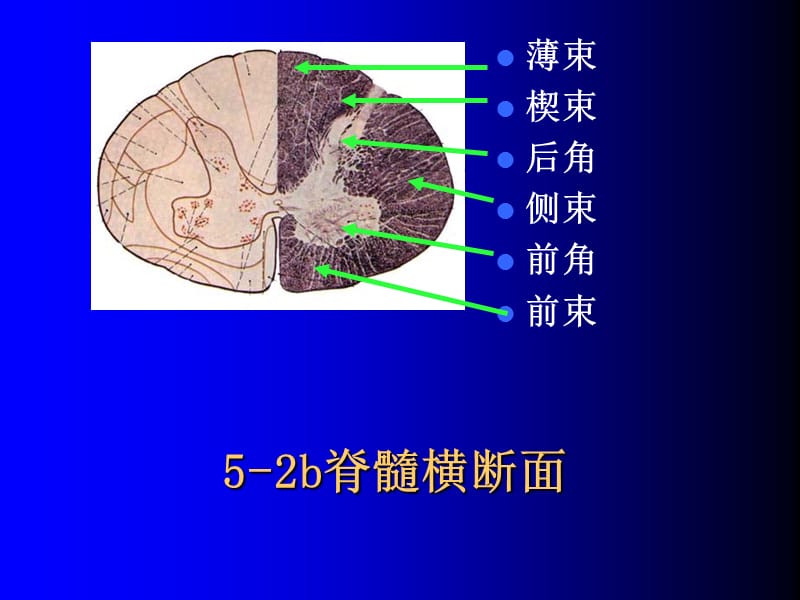 11神经实验试题复习151.ppt_第3页