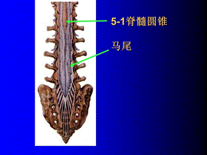 11神经实验试题复习151.ppt