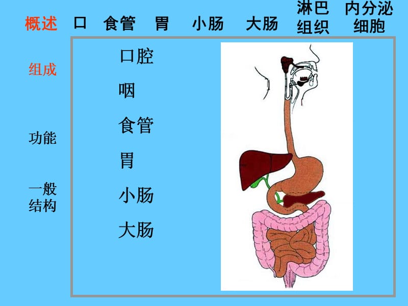 组织胚胎学14消化管.ppt_第2页