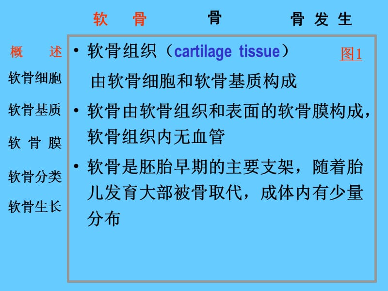 05软骨和骨.ppt_第2页