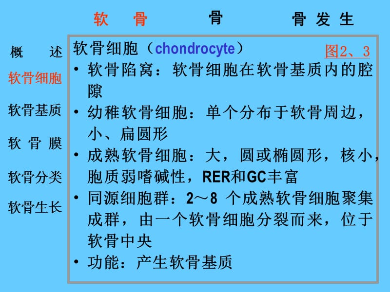 05软骨和骨.ppt_第3页