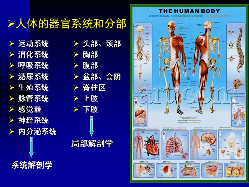 绪论+骨学.ppt_第3页