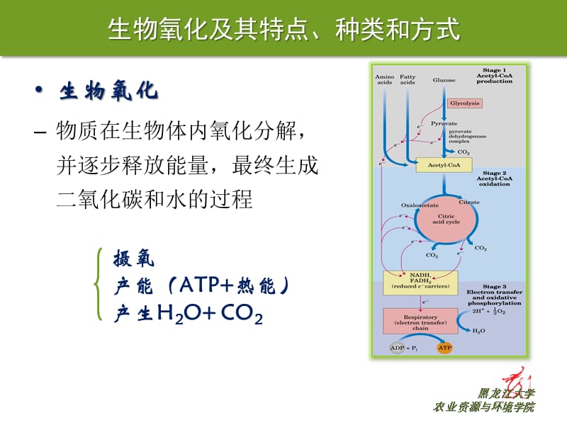 05-生物氧化与氧化磷酸化.ppt_第3页