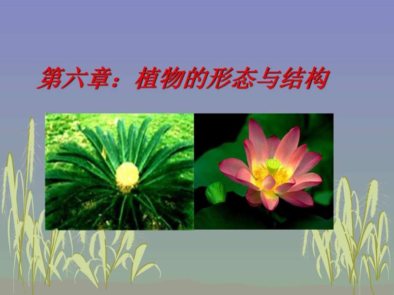 上海交通大学普通生物学课件植物的形态与结构_图文.ppt_第1页