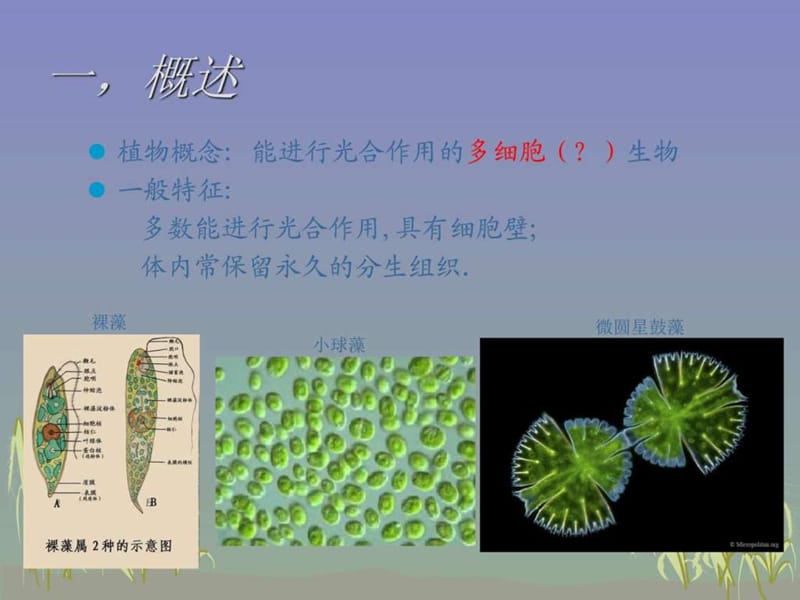 上海交通大学普通生物学课件植物的形态与结构_图文.ppt_第2页