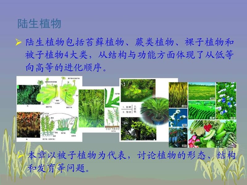 上海交通大学普通生物学课件植物的形态与结构_图文.ppt_第3页