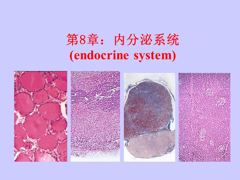 组织学与胚胎学第八章内分泌系统new.ppt_第1页