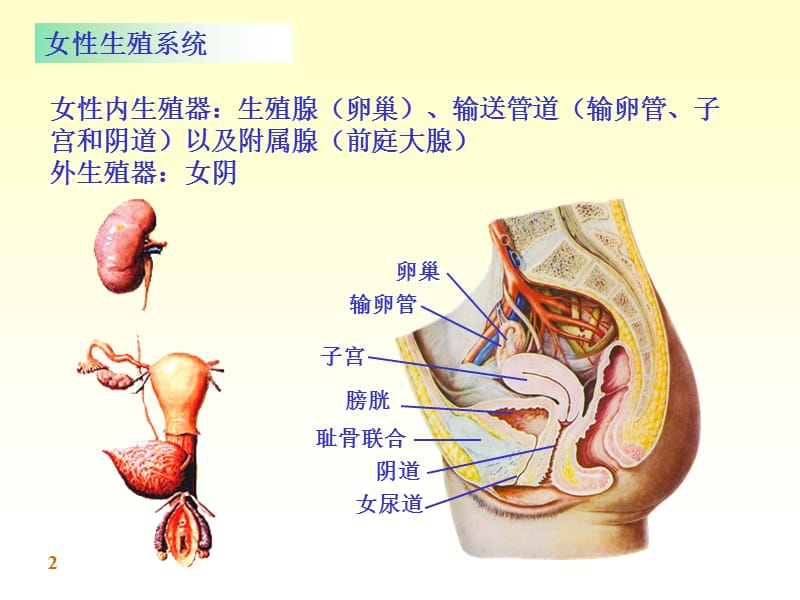 09-女性生殖系统-1.ppt_第2页